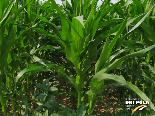 Zdjęcie 2. kukurydzy MAS 23.M z MAS Seeds na polu demonstracyjnym w Sielinku 04.07.2023