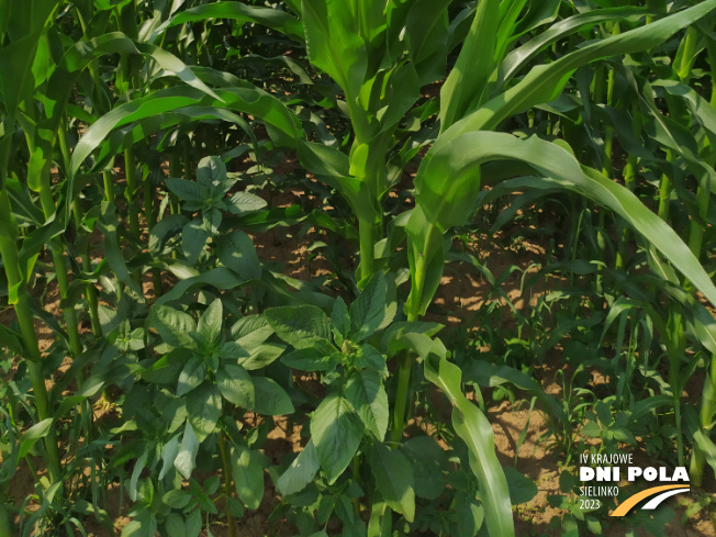 Zdjęcie 3. kukurydzy MAS 23.M z MAS Seeds na polu demonstracyjnym w Sielinku 04.07.2023