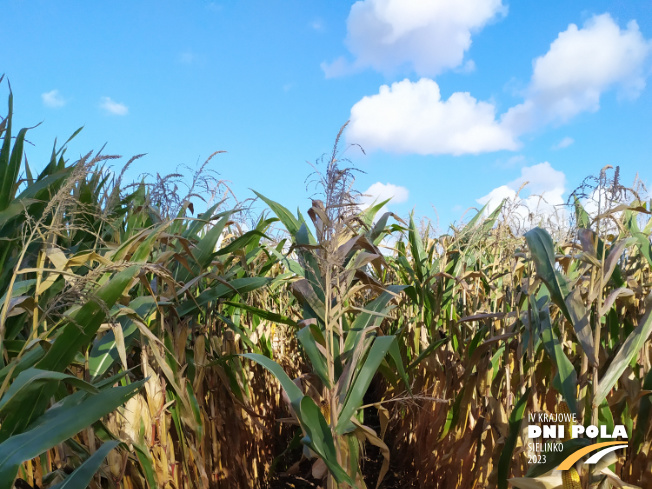 Zdjęcie 1. kukurydzy MAS 23.M z MAS Seeds na polu demonstracyjnym w Sielinku 17.10.2023