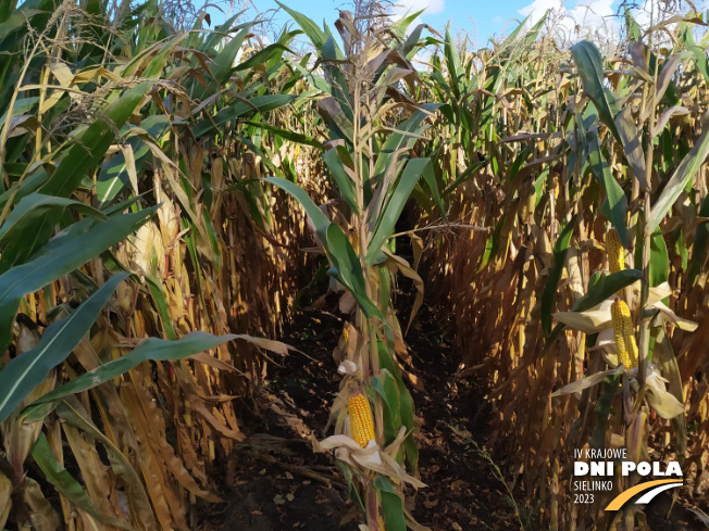 Zdjęcie 2. kukurydzy MAS 23.M z MAS Seeds na polu demonstracyjnym w Sielinku 17.10.2023