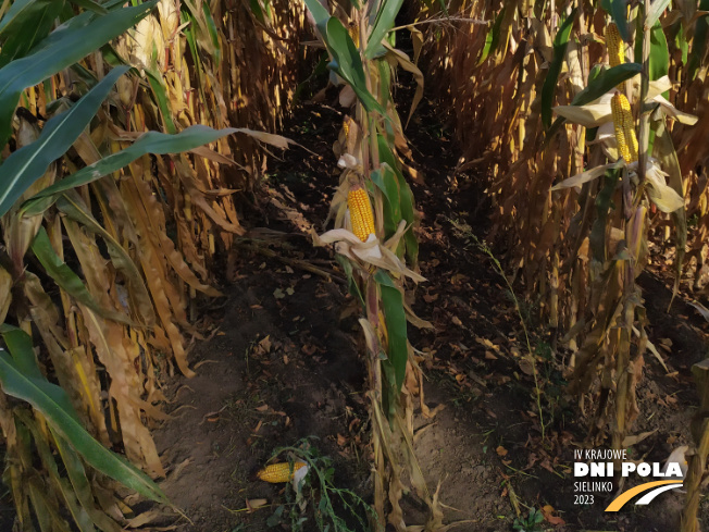 Zdjęcie 3. kukurydzy MAS 23.M z MAS Seeds na polu demonstracyjnym w Sielinku 17.10.2023