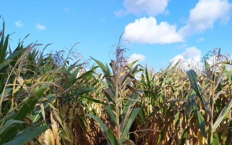 Zdjęcie kukurydzy MAS 23.M z MAS Seeds na polu demonstracyjnym w Sielinku 17.10.2023