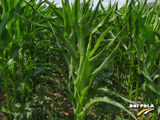 Zdjęcie 2. kukurydzy MAS 26.R z MAS Seeds na polu demonstracyjnym w Sielinku 04.07.2023
