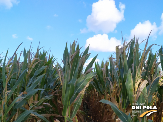 Zdjęcie 1. kukurydzy MAS 26.R z MAS Seeds na polu demonstracyjnym w Sielinku 17.10.2023