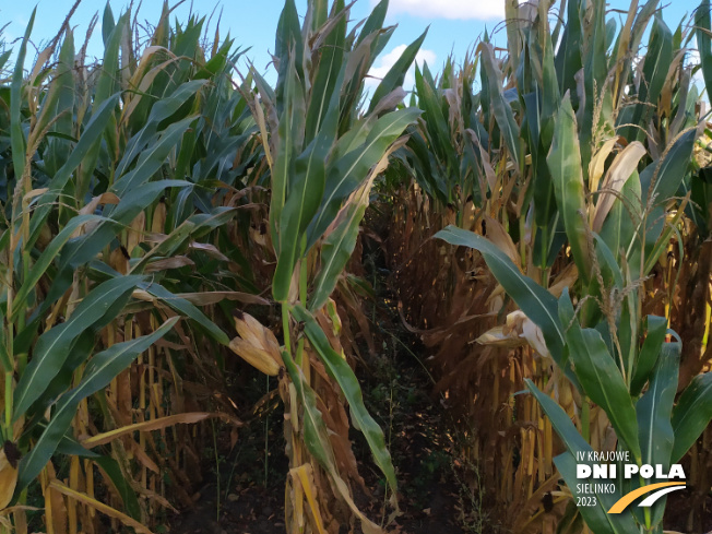 Zdjęcie 2. kukurydzy MAS 26.R z MAS Seeds na polu demonstracyjnym w Sielinku 17.10.2023