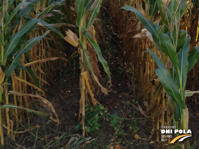 Zdjęcie 3. kukurydzy MAS 26.R z MAS Seeds na polu demonstracyjnym w Sielinku 17.10.2023