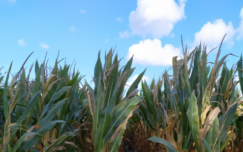 Zdjęcie kukurydzy MAS 26.R z MAS Seeds na polu demonstracyjnym w Sielinku 17.10.2023