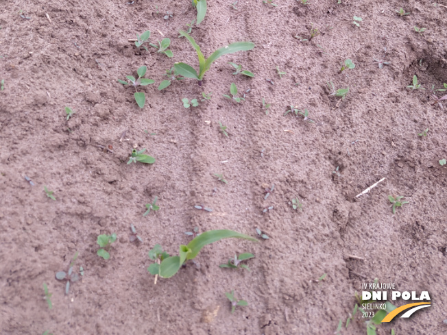 Zdjęcie 3. kukurydzy MAS 26.R z MAS Seeds na polu demonstracyjnym w Sielinku 19.05.2023