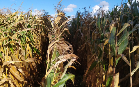 Zdjęcie kukurydzy MAS 282.K z MAS Seeds na polu demonstracyjnym w Sielinku 17.10.2023