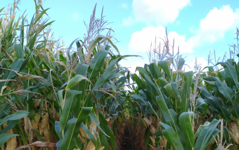 Zdjęcie kukurydzy SU BARINGTON z WRONKOWSKI na polu demonstracyjnym w Sielinku 17.10.2023