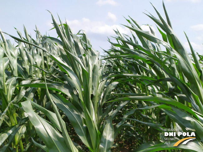 Zdjęcie 1. kukurydzy BREVANT P7364 z Minge na polu demonstracyjnym w Sielinku 04.07.2023