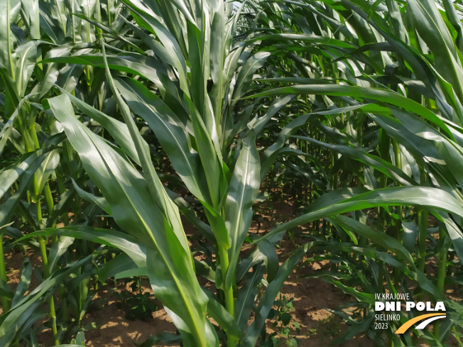 Zdjęcie 2. kukurydzy BREVANT P7364 z Minge na polu demonstracyjnym w Sielinku 04.07.2023
