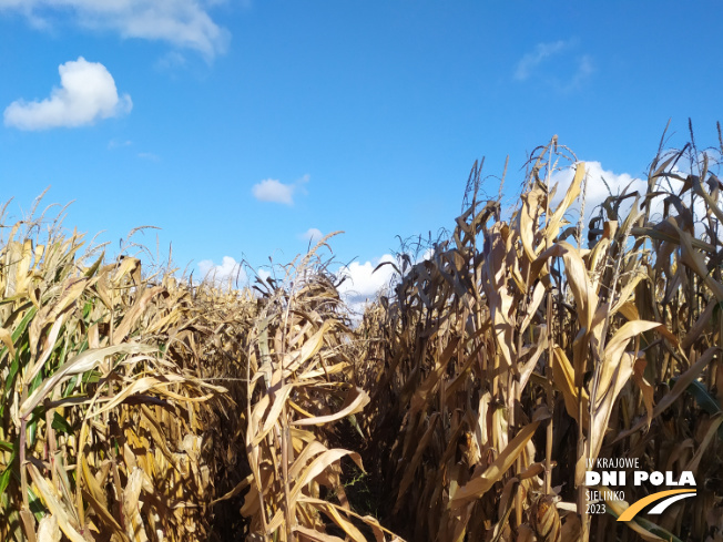 Zdjęcie 1. kukurydzy Brevant P7364 z Minge na polu demonstracyjnym w Sielinku 17.10.2023