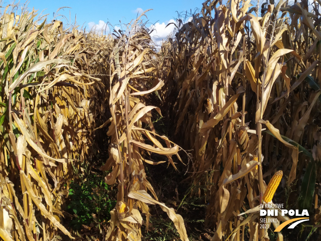 Zdjęcie 2. kukurydzy Brevant P7364 z Minge na polu demonstracyjnym w Sielinku 17.10.2023