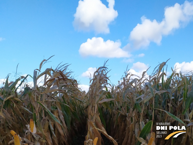 Zdjęcie 1. kukurydzy BREVANT P8796 z Minge na polu demonstracyjnym w Sielinku 17.10.2023