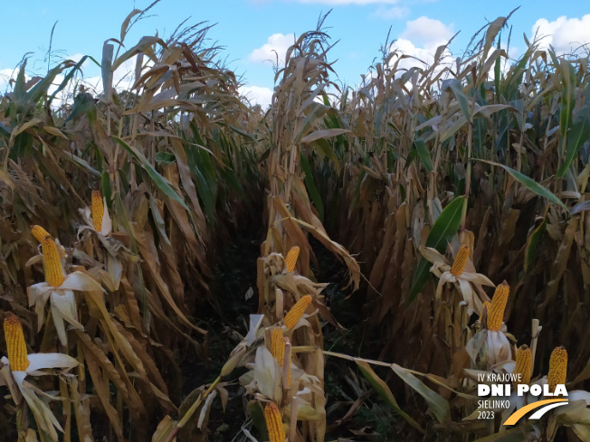 Zdjęcie 2. kukurydzy BREVANT P8796 z Minge na polu demonstracyjnym w Sielinku 17.10.2023