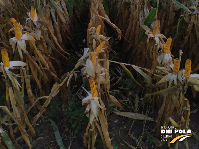 Zdjęcie 3. kukurydzy BREVANT P8796 z Minge na polu demonstracyjnym w Sielinku 17.10.2023