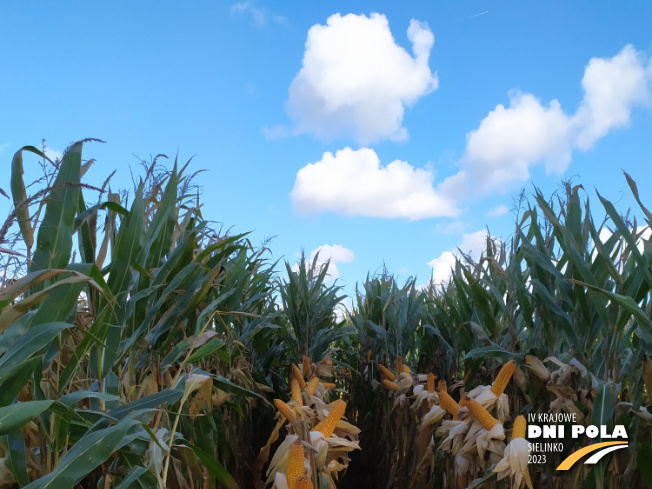 Zdjęcie 1. kukurydzy DS 1891 B z Napena na polu demonstracyjnym w Sielinku 17.10.2023