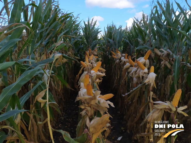 Zdjęcie 2. kukurydzy DS 1891 B z Napena na polu demonstracyjnym w Sielinku 17.10.2023
