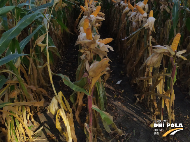 Zdjęcie 3. kukurydzy DS 1891 B z Napena na polu demonstracyjnym w Sielinku 17.10.2023