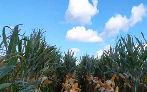Zdjęcie kukurydzy DS 1891 B z Napena na polu demonstracyjnym w Sielinku 17.10.2023