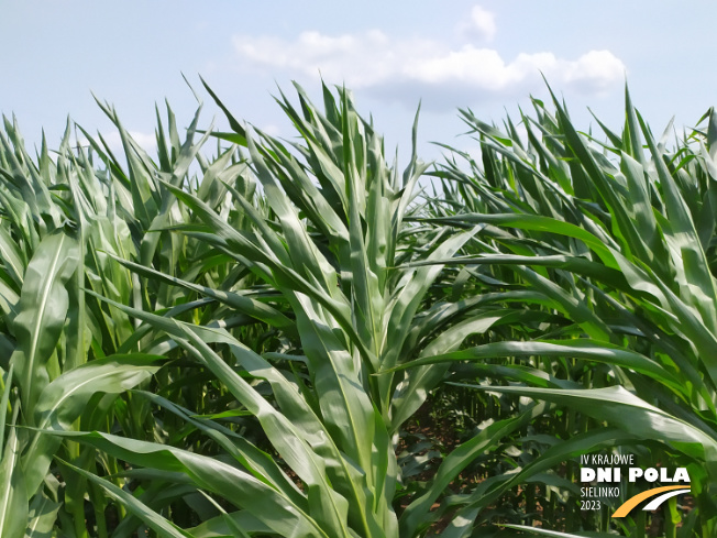 Zdjęcie 1. kukurydzy DS 1891B z Napena na polu demonstracyjnym w Sielinku 04.07.2023