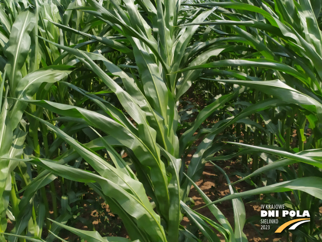 Zdjęcie 2. kukurydzy DS 1891B z Napena na polu demonstracyjnym w Sielinku 04.07.2023