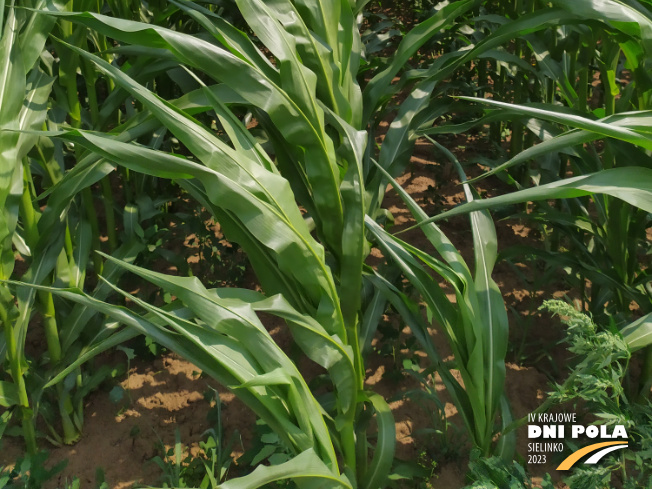 Zdjęcie 3. kukurydzy DS 1891B z Napena na polu demonstracyjnym w Sielinku 04.07.2023