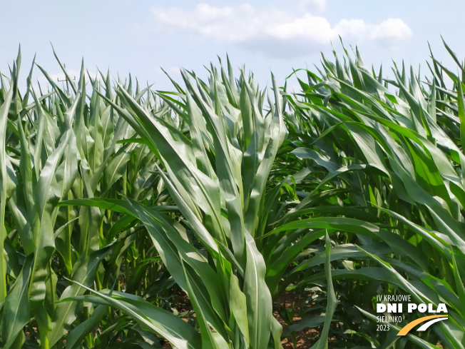 Zdjęcie 1. kukurydzy GRIGRI CS z Napena na polu demonstracyjnym w Sielinku 04.07.2023