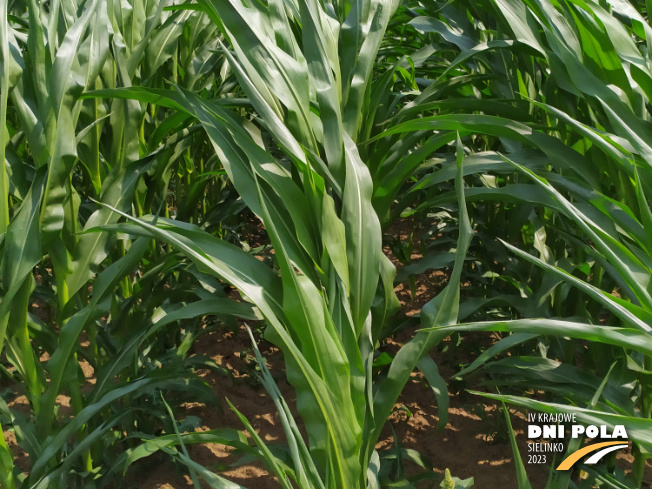 Zdjęcie 2. kukurydzy GRIGRI CS z Napena na polu demonstracyjnym w Sielinku 04.07.2023