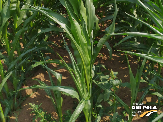 Zdjęcie 3. kukurydzy GRIGRI CS z Napena na polu demonstracyjnym w Sielinku 04.07.2023