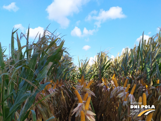 Zdjęcie 1. kukurydzy GRIGRI CS z Napena na polu demonstracyjnym w Sielinku 17.10.2023