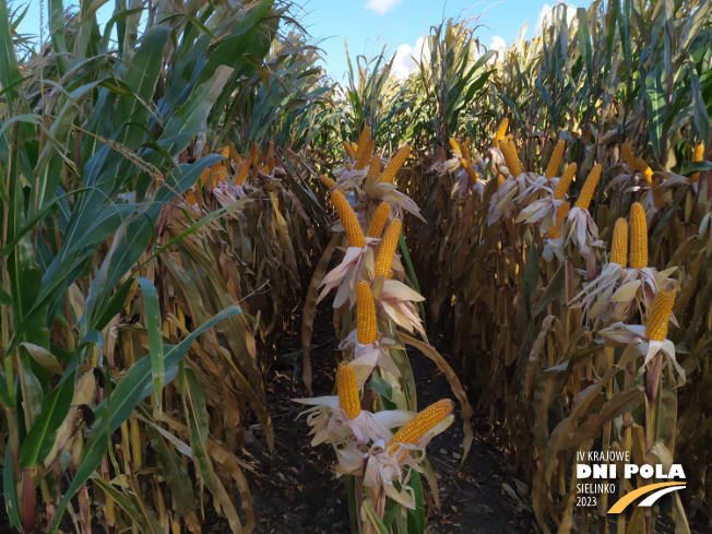 Zdjęcie 2. kukurydzy GRIGRI CS z Napena na polu demonstracyjnym w Sielinku 17.10.2023