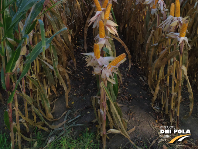 Zdjęcie 3. kukurydzy GRIGRI CS z Napena na polu demonstracyjnym w Sielinku 17.10.2023