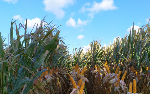 Zdjęcie kukurydzy GRIGRI CS z Napena na polu demonstracyjnym w Sielinku 17.10.2023