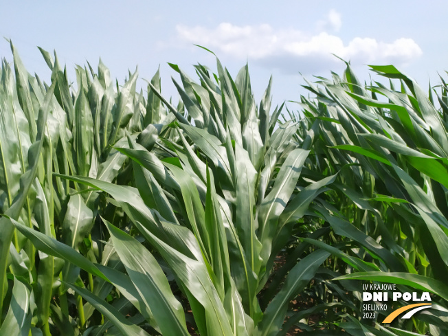 Zdjęcie 1. kukurydzy LG 31.230 z Napena na polu demonstracyjnym w Sielinku 04.07.2023
