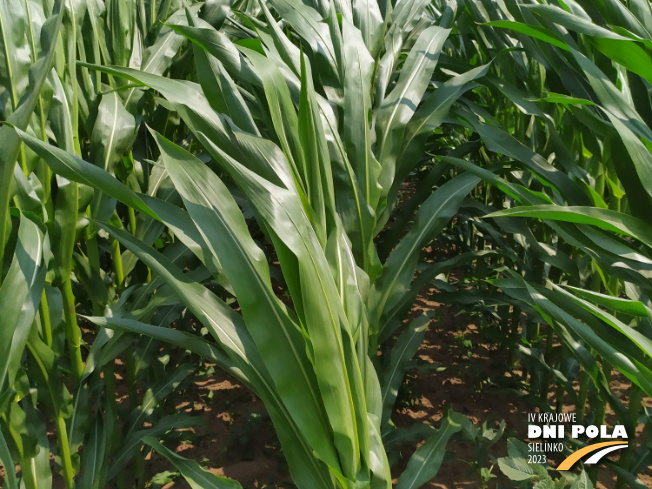 Zdjęcie 2. kukurydzy LG 31.230 z Napena na polu demonstracyjnym w Sielinku 04.07.2023