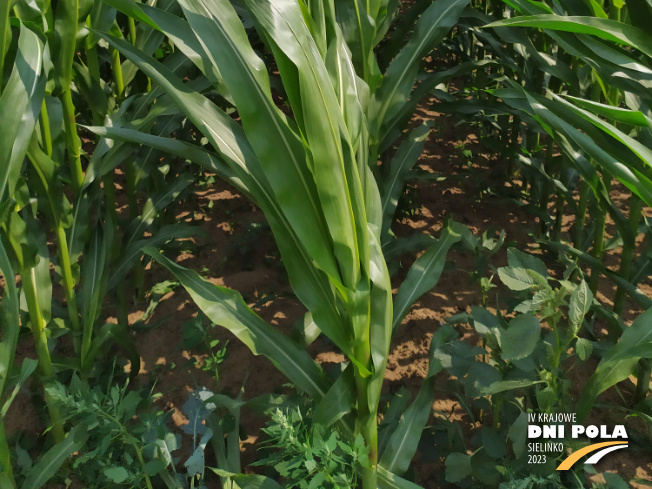 Zdjęcie 3. kukurydzy LG 31.230 z Napena na polu demonstracyjnym w Sielinku 04.07.2023