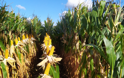 Zdjęcie kukurydzy RGT ATTRAXXION z Napena na polu demonstracyjnym w Sielinku 17.10.2023