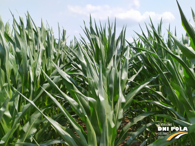 Zdjęcie 1. kukurydzy RGT METROPOLIXX z Napena na polu demonstracyjnym w Sielinku 04.07.2023