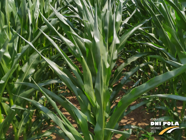 Zdjęcie 2. kukurydzy RGT METROPOLIXX z Napena na polu demonstracyjnym w Sielinku 04.07.2023
