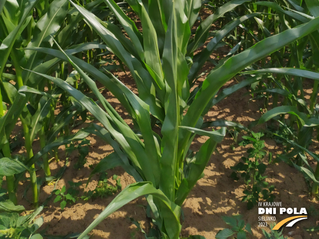 Zdjęcie 3. kukurydzy RGT METROPOLIXX z Napena na polu demonstracyjnym w Sielinku 04.07.2023
