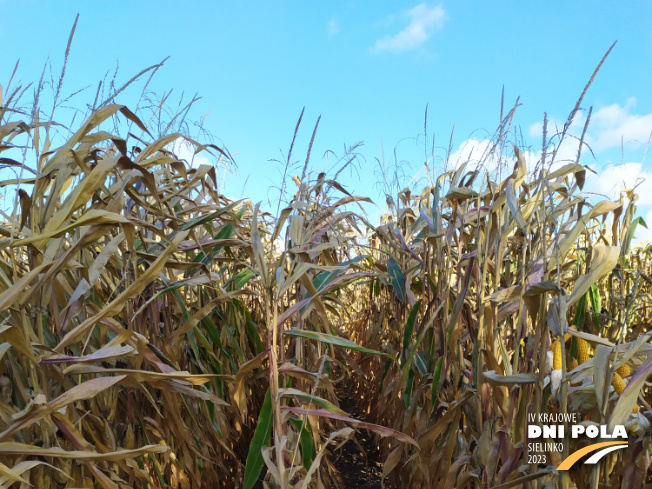 Zdjęcie 1. kukurydzy RGT METROPOLIXX z Napena na polu demonstracyjnym w Sielinku 17.10.2023
