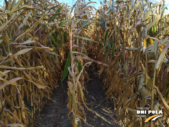 Zdjęcie 2. kukurydzy RGT METROPOLIXX z Napena na polu demonstracyjnym w Sielinku 17.10.2023