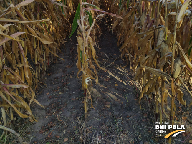 Zdjęcie 3. kukurydzy RGT METROPOLIXX z Napena na polu demonstracyjnym w Sielinku 17.10.2023