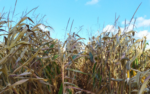 Zdjęcie kukurydzy RGT METROPOLIXX z Napena na polu demonstracyjnym w Sielinku 17.10.2023
