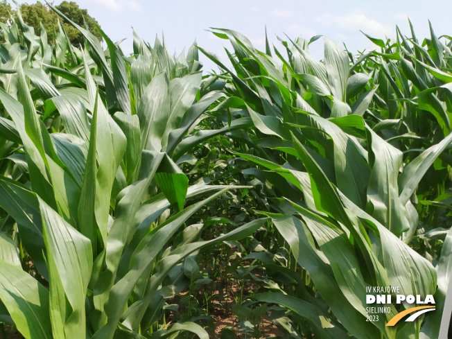 Zdjęcie 1. kukurydzy Cegrand z OSEVA na polu demonstracyjnym w Sielinku 04.07.2023