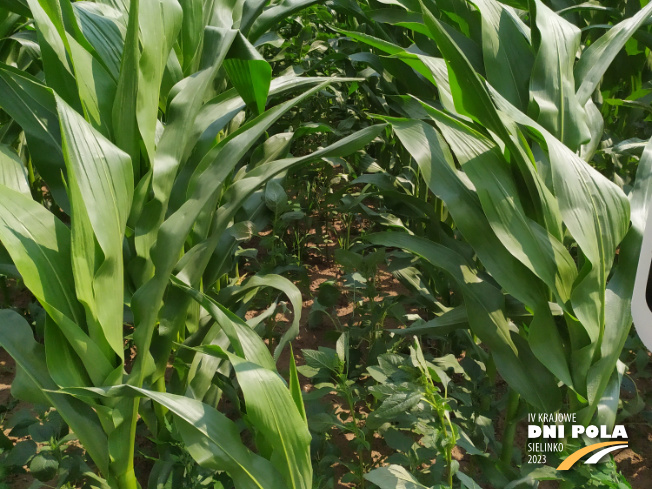 Zdjęcie 2. kukurydzy Cegrand z OSEVA na polu demonstracyjnym w Sielinku 04.07.2023