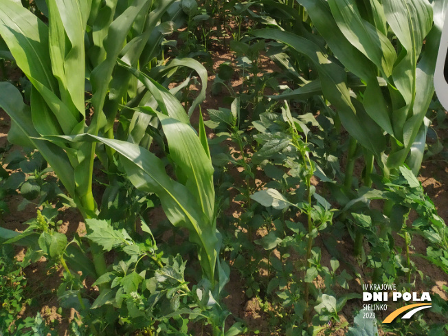 Zdjęcie 3. kukurydzy Cegrand z OSEVA na polu demonstracyjnym w Sielinku 04.07.2023