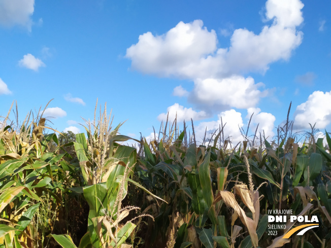 Zdjęcie 1. kukurydzy CEGRAND z OSEVA na polu demonstracyjnym w Sielinku 17.10.2023